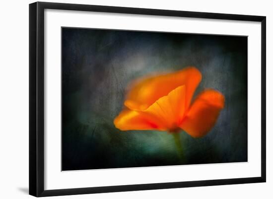 California Poppy 2-Ursula Abresch-Framed Photographic Print