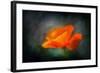 California Poppy 2-Ursula Abresch-Framed Photographic Print