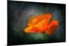 California Poppy 2-Ursula Abresch-Mounted Photographic Print