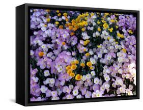 California Poppy and Mexican Primrose, Utah, USA-Howie Garber-Framed Stretched Canvas
