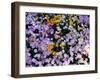 California Poppy and Mexican Primrose, Utah, USA-Howie Garber-Framed Premium Photographic Print