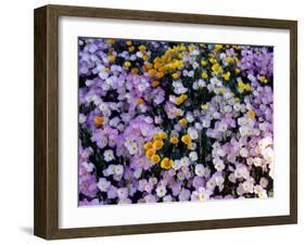 California Poppy and Mexican Primrose, Utah, USA-Howie Garber-Framed Photographic Print