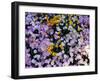California Poppy and Mexican Primrose, Utah, USA-Howie Garber-Framed Photographic Print