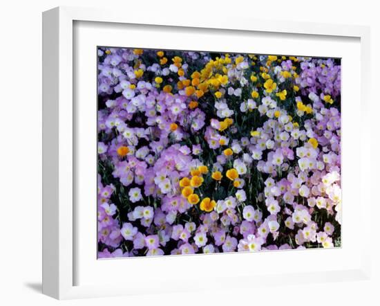 California Poppy and Mexican Primrose, Utah, USA-Howie Garber-Framed Photographic Print