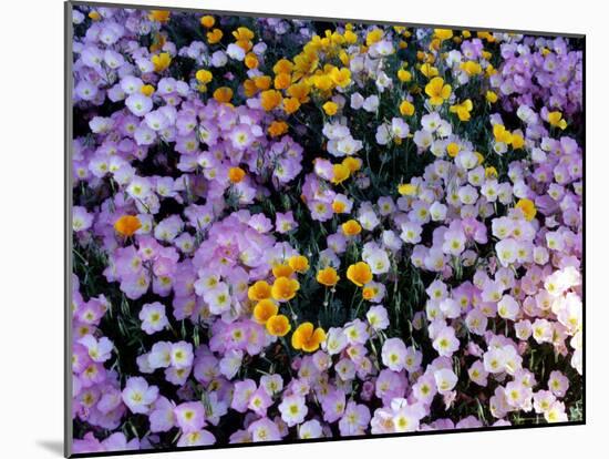 California Poppy and Mexican Primrose, Utah, USA-Howie Garber-Mounted Photographic Print