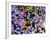 California Poppy and Mexican Primrose, Utah, USA-Howie Garber-Framed Photographic Print