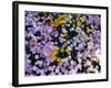 California Poppy and Mexican Primrose, Utah, USA-Howie Garber-Framed Photographic Print