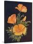 'California Poppy', c1915, (1915)-Emma Graham Clock-Stretched Canvas