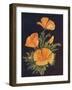 'California Poppy', c1915, (1915)-Emma Graham Clock-Framed Giclee Print