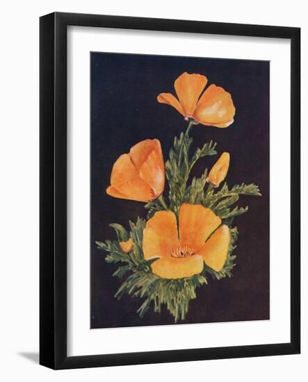 'California Poppy', c1915, (1915)-Emma Graham Clock-Framed Giclee Print