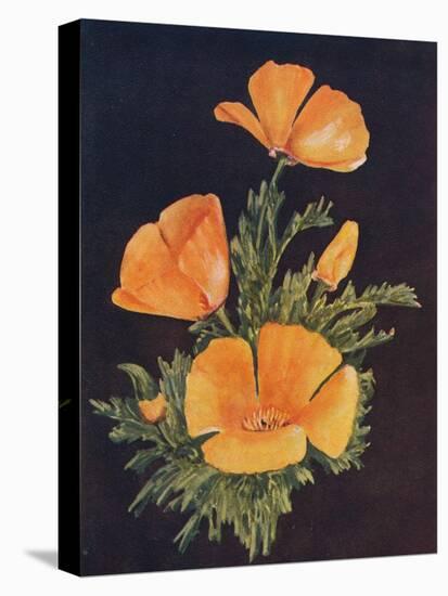 'California Poppy', c1915, (1915)-Emma Graham Clock-Stretched Canvas