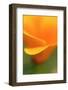 California Poppy Detail, Antelope Valley, California, Usa-Russ Bishop-Framed Photographic Print