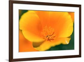 California Poppy detail, Antelope Valley, California, USA-Russ Bishop-Framed Premium Photographic Print