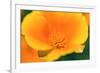 California Poppy detail, Antelope Valley, California, USA-Russ Bishop-Framed Premium Photographic Print