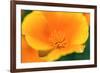California Poppy detail, Antelope Valley, California, USA-Russ Bishop-Framed Premium Photographic Print