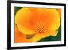 California Poppy detail, Antelope Valley, California, USA-Russ Bishop-Framed Premium Photographic Print