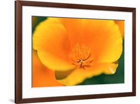 California Poppy detail, Antelope Valley, California, USA-Russ Bishop-Framed Premium Photographic Print