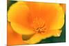 California Poppy detail, Antelope Valley, California, USA-Russ Bishop-Mounted Premium Photographic Print