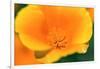 California Poppy detail, Antelope Valley, California, USA-Russ Bishop-Framed Photographic Print