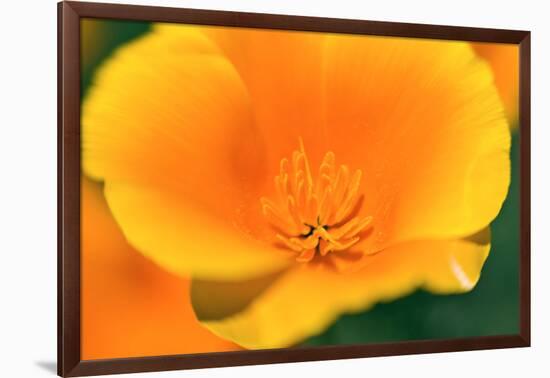 California Poppy detail, Antelope Valley, California, USA-Russ Bishop-Framed Photographic Print