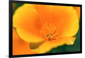 California Poppy detail, Antelope Valley, California, USA-Russ Bishop-Framed Photographic Print