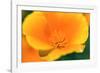 California Poppy detail, Antelope Valley, California, USA-Russ Bishop-Framed Photographic Print