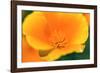 California Poppy detail, Antelope Valley, California, USA-Russ Bishop-Framed Photographic Print