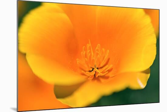 California Poppy detail, Antelope Valley, California, USA-Russ Bishop-Mounted Photographic Print