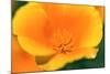 California Poppy detail, Antelope Valley, California, USA-Russ Bishop-Mounted Photographic Print