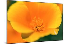 California Poppy detail, Antelope Valley, California, USA-Russ Bishop-Mounted Photographic Print