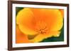 California Poppy detail, Antelope Valley, California, USA-Russ Bishop-Framed Photographic Print