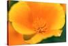 California Poppy detail, Antelope Valley, California, USA-Russ Bishop-Stretched Canvas