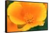 California Poppy detail, Antelope Valley, California, USA-Russ Bishop-Framed Stretched Canvas