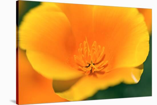 California Poppy detail, Antelope Valley, California, USA-Russ Bishop-Stretched Canvas