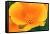 California Poppy detail, Antelope Valley, California, USA-Russ Bishop-Framed Stretched Canvas