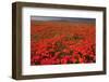 California Poppy (Eschscholzia californica) flowering mass, Antelope Valley Poppy Reserve-Bob Gibbons-Framed Photographic Print