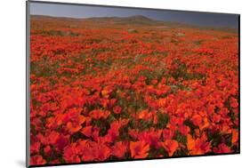 California Poppy (Eschscholzia californica) flowering mass, Antelope Valley Poppy Reserve-Bob Gibbons-Mounted Photographic Print