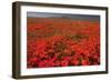 California Poppy (Eschscholzia californica) flowering mass, Antelope Valley Poppy Reserve-Bob Gibbons-Framed Photographic Print