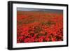 California Poppy (Eschscholzia californica) flowering mass, Antelope Valley Poppy Reserve-Bob Gibbons-Framed Photographic Print