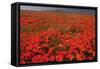 California Poppy (Eschscholzia californica) flowering mass, Antelope Valley Poppy Reserve-Bob Gibbons-Framed Stretched Canvas