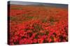 California Poppy (Eschscholzia californica) flowering mass, Antelope Valley Poppy Reserve-Bob Gibbons-Stretched Canvas