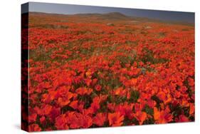 California Poppy (Eschscholzia californica) flowering mass, Antelope Valley Poppy Reserve-Bob Gibbons-Stretched Canvas