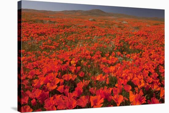 California Poppy (Eschscholzia californica) flowering mass, Antelope Valley Poppy Reserve-Bob Gibbons-Stretched Canvas