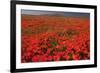 California Poppy (Eschscholzia californica) flowering mass, Antelope Valley Poppy Reserve-Bob Gibbons-Framed Photographic Print