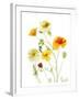 California Poppy Garden II-Judy Stalus-Framed Premium Giclee Print