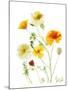 California Poppy Garden II-Judy Stalus-Mounted Premium Giclee Print