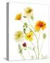 California Poppy Garden II-Judy Stalus-Stretched Canvas