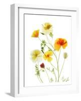 California Poppy Garden II-Judy Stalus-Framed Art Print