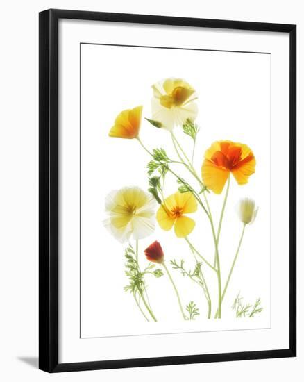 California Poppy Garden II-Judy Stalus-Framed Art Print