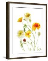 California Poppy Garden II-Judy Stalus-Framed Art Print